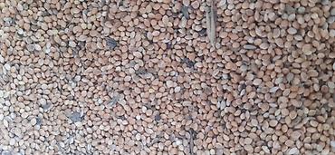 Toxumlux Ağ dari 5 ton var - şəkil 3