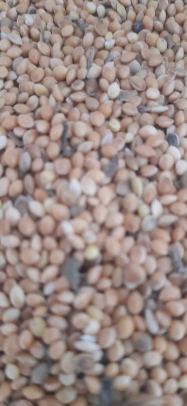 Toxumlux Ağ dari 5 ton var - şəkil 2