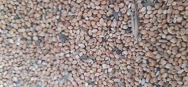 Toxumlux Ağ dari 5 ton var - şəkil 4