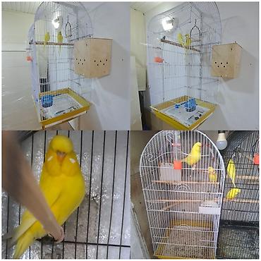 Məhsul: Sarı rəngli dalğalı papuqay cütü və tam avadanlıqlı qəfəs - şəkil 2