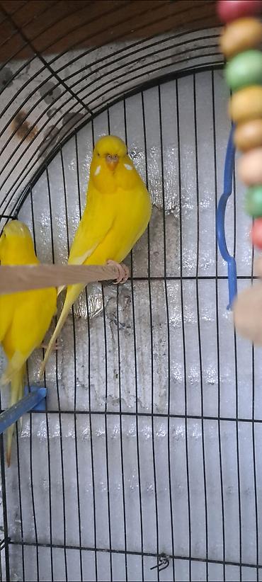 Məhsul: Sarı rəngli dalğalı papuqay cütü və tam avadanlıqlı qəfəs - şəkil 5