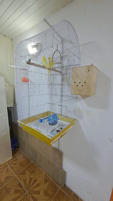 Məhsul: Sarı rəngli dalğalı papuqay cütü və tam avadanlıqlı qəfəs - şəkil 4