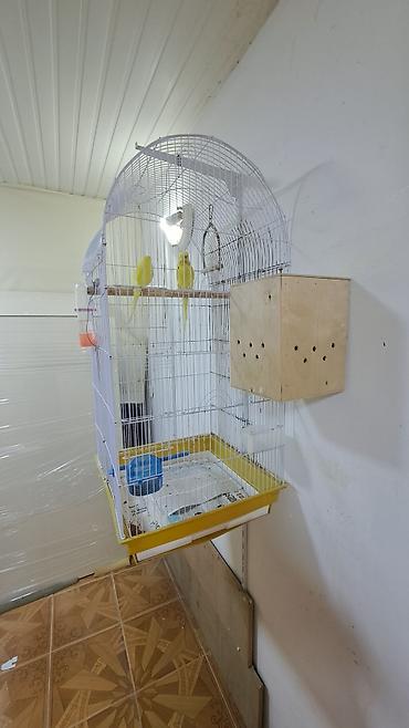 Məhsul: Sarı rəngli dalğalı papuqay cütü və tam avadanlıqlı qəfəs - şəkil 3