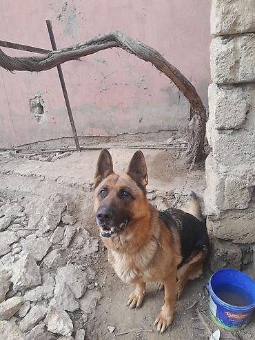 Alman çoban iti, 3 il, Dişi, Peyvəndli - şəkil 2