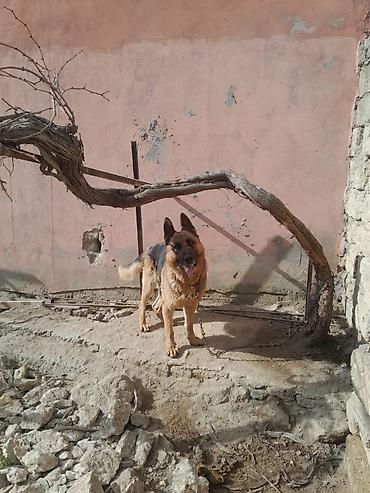 Alman çoban iti, 3 il, Dişi, Peyvəndli - şəkil 4