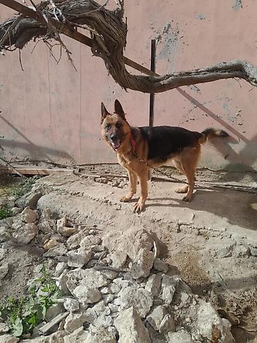 Alman çoban iti, 3 il, Dişi, Peyvəndli - şəkil 5