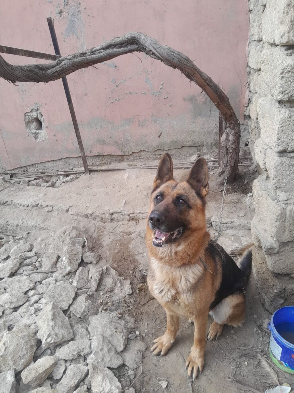 Alman çoban iti, 3 il, Dişi, Peyvəndli