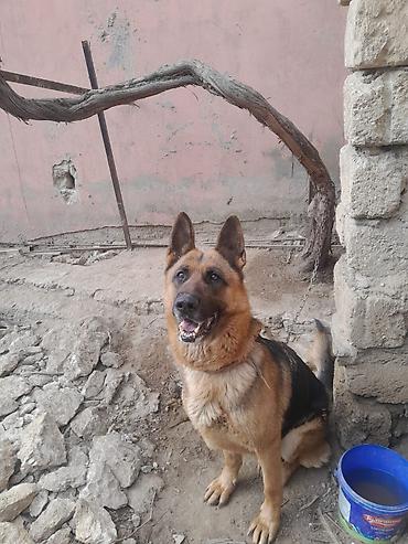 Alman çoban iti, 3 il, Dişi, Peyvəndli - şəkil 3