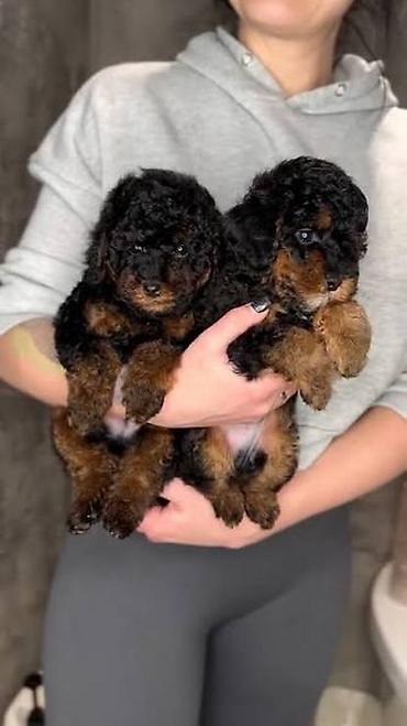 Pudel, 2 ay, Dişi, Pulsuz çatdırılma, Ödənişli çatdırılma - şəkil 3