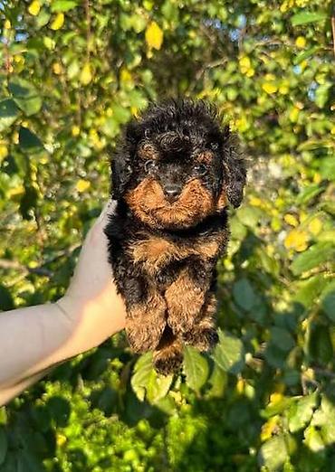 Pudel, 2 ay, Dişi, Pulsuz çatdırılma, Ödənişli çatdırılma - şəkil 4