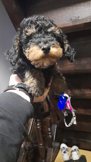 Pudel, 2 ay, Dişi, Pulsuz çatdırılma, Ödənişli çatdırılma - şəkil 2