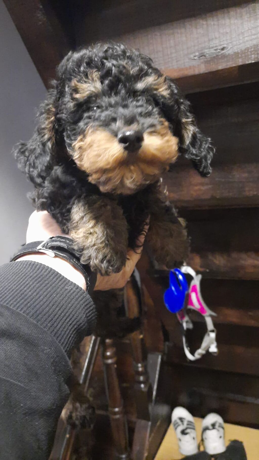 Pudel, 2 ay, Dişi, Pulsuz çatdırılma, Ödənişli çatdırılma