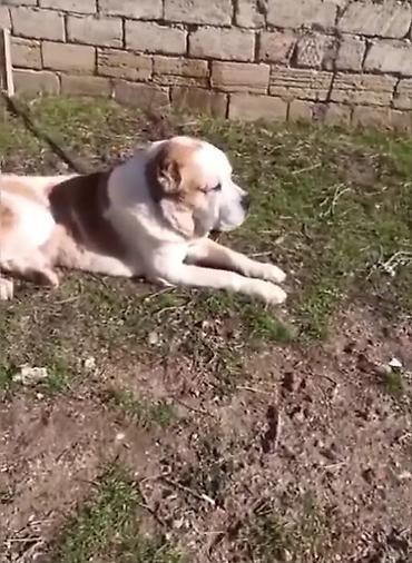 Alabay, 1 il, Erkek, Peyvəndli, Ünvandan götürmə - şəkil 3