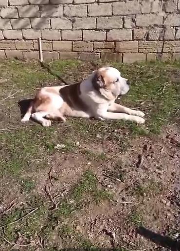 Alabay, 1 il, Erkek, Peyvəndli, Ünvandan götürmə - şəkil 4