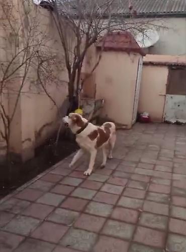 Alabay, 1 il, Erkek, Peyvəndli, Ünvandan götürmə - şəkil 5