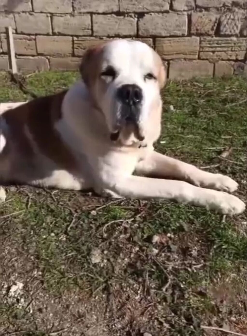 Alabay, 1 il, Erkek, Peyvəndli, Ünvandan götürmə