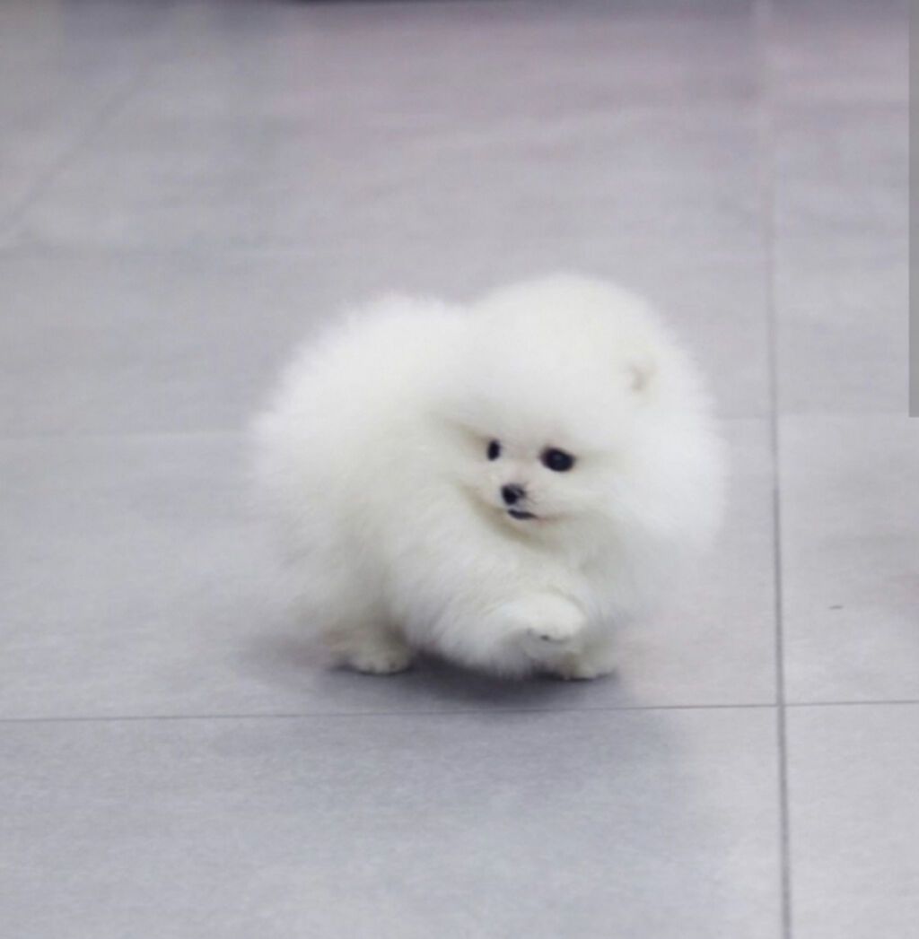 Şpitz, 2 ay, Sənədli