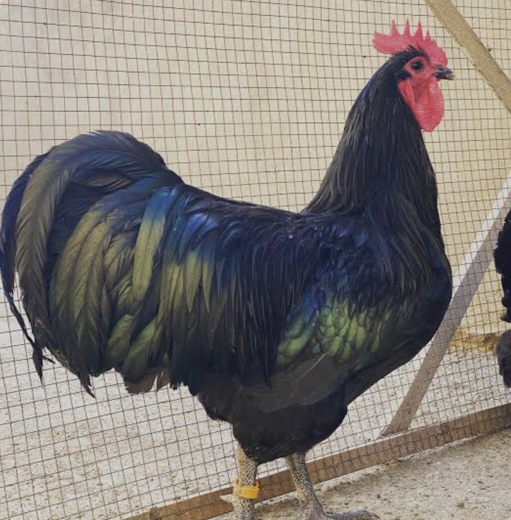 Avstralorp cücələri satılır. - Yaş seçimləri və qiymətlər: - 1–3