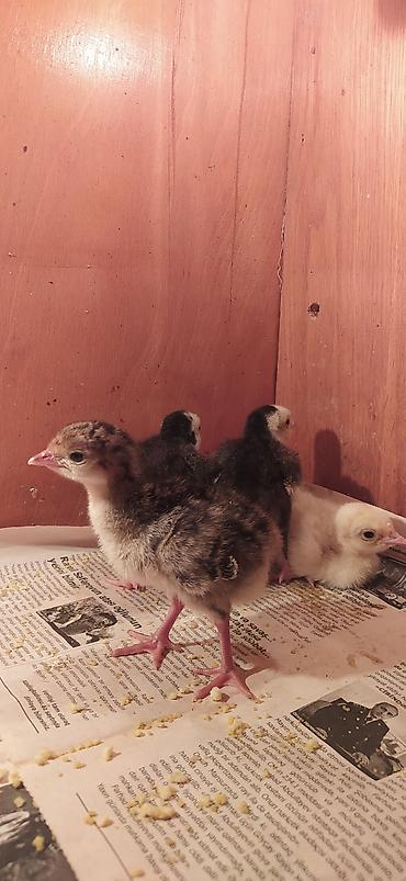 Məhsul: Hinduşka cücələri satılır istəyən əlaqə saxlaya bilər - şəkil 4