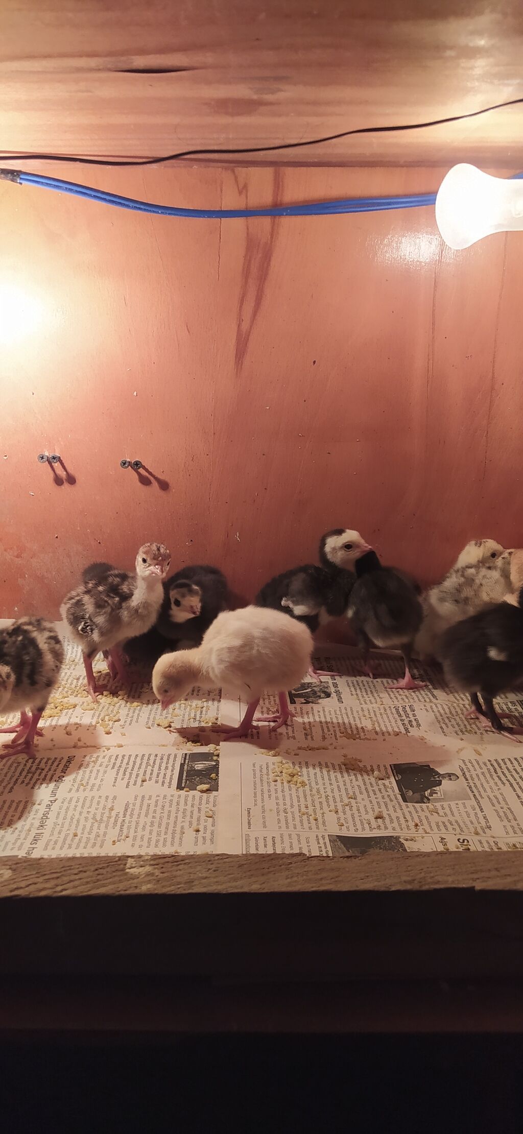 Məhsul: Hinduşka cücələri satılır istəyən əlaqə saxlaya bilər