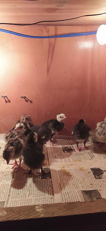 Məhsul: Hinduşka cücələri satılır istəyən əlaqə saxlaya bilər - şəkil 3