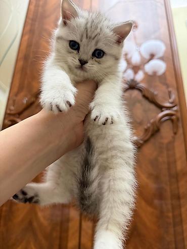 Britan, Dişi, Yaxşı əllərə, Ünvandan götürmə - şəkil 3