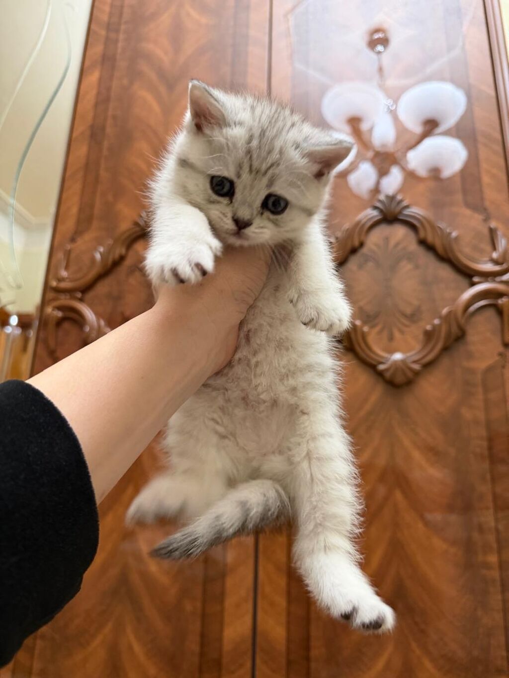 Britan, Dişi, Yaxşı əllərə, Ünvandan götürmə