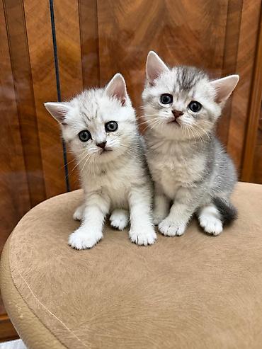 Britan, Dişi, Yaxşı əllərə, Ünvandan götürmə - şəkil 4