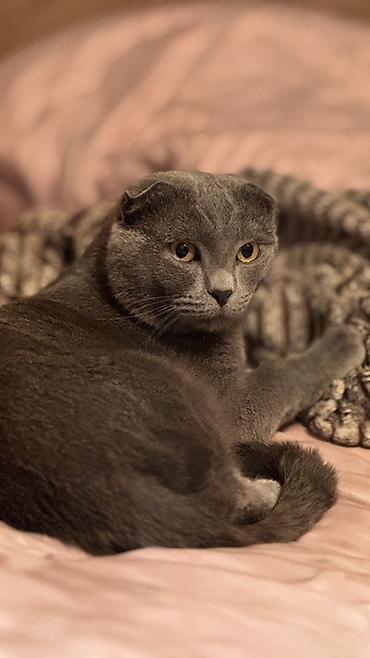 Britan, Erkək, Cütləşmə üçün - şəkil 2