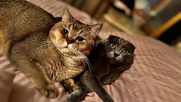 Britan, Erkək, Cütləşmə üçün - şəkil 5