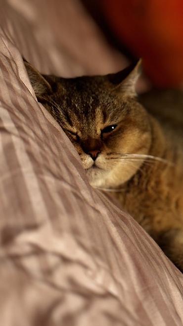 Britan, Erkək, Cütləşmə üçün - şəkil 3