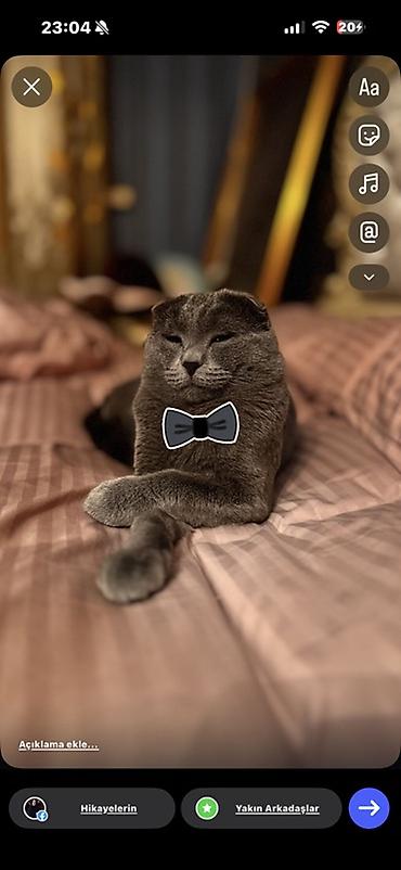 Britan, Erkək, Cütləşmə üçün - şəkil 4