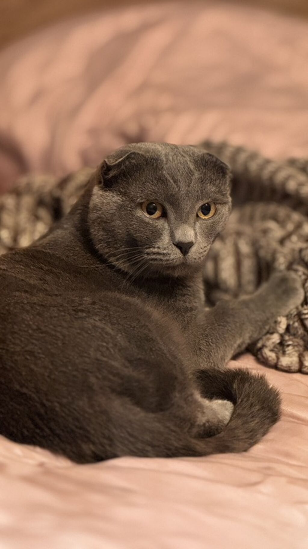 Britan, Erkək, Cütləşmə üçün