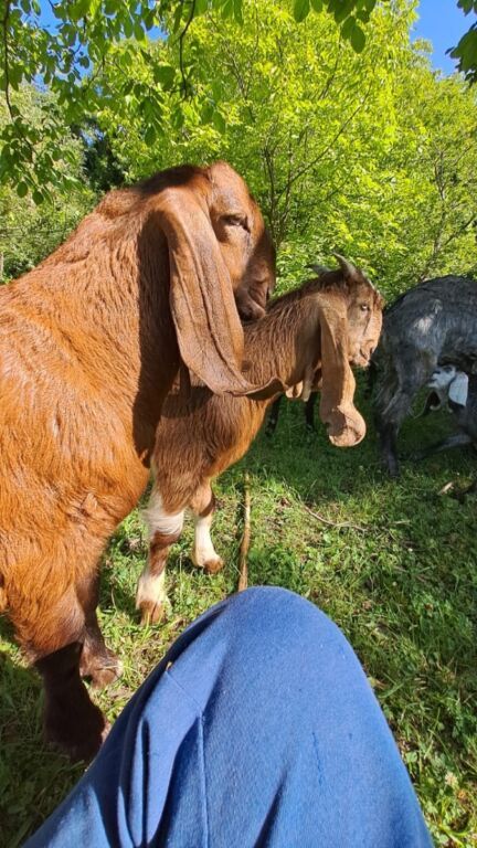 3 AZN-e Keci sudu satilir!!Tam tebiyi ve faydali.(catdirilma var 3