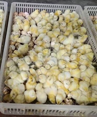 Serebirist cücələrimiz təmiz qan bütün rayonlara çatdirma pulsuzdur - şəkil 3