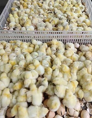 Serebirist cücələrimiz təmiz qan bütün rayonlara çatdirma pulsuzdur - şəkil 2