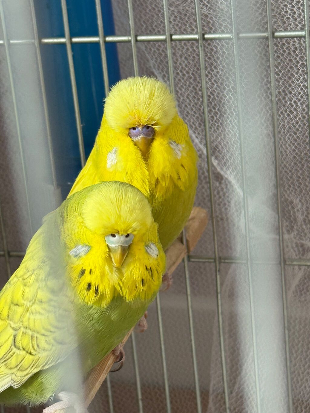 Temiz qan vistivka ve cex hazir cut cex de var bala cex de var