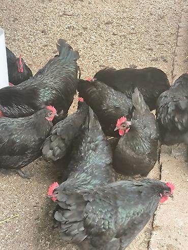 Təmiz qan Alman Astroloq cücələri satışdadır.🇩🇪 Qiymət 3.50Az - şəkil 3