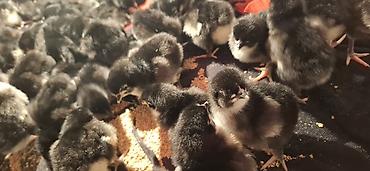 Təmiz qan Alman Astroloq cücələri satışdadır.🇩🇪 Qiymət 3.50Az - şəkil 5