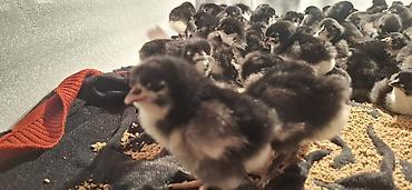 Təmiz qan Alman Astroloq cücələri satışdadır.🇩🇪 Qiymət 3.50Az - şəkil 4