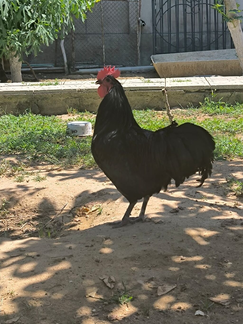 Təmiz qan Alman Astroloq cücələri satışdadır.🇩🇪 Qiymət 3.50Az