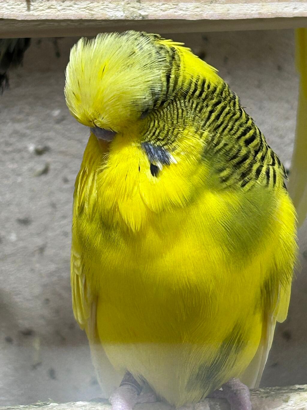 Təmiz qan ayağı üzüqlü qəydiyatlı Çexler Ünvan Bakixanov whatsap tan