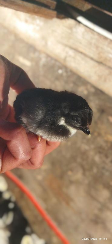 🟠Australorp toyuqlarının günlük cücəsi satılır. Təmiz qan qısa quyruq - şəkil 3