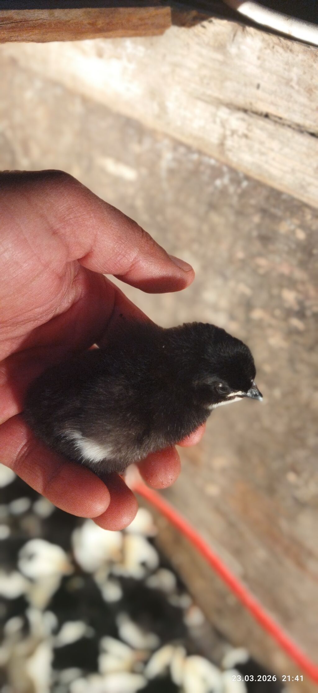 🟠Australorp toyuqlarının günlük cücəsi satılır. Təmiz qan qısa quyruq