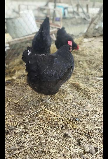 🟠Australorp toyuqlarının günlük cücəsi satılır. Təmiz qan qısa quyruq - şəkil 4