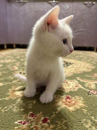 Britan, Erkək, Dişi, Yaxşı əllərə, Ünvandan götürmə - şəkil 3