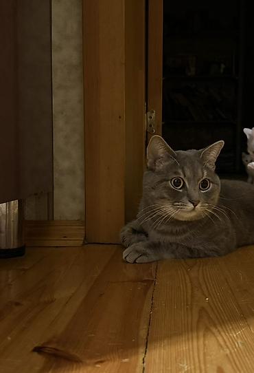 Britan, Erkək, Dişi, Yaxşı əllərə, Ünvandan götürmə - şəkil 5