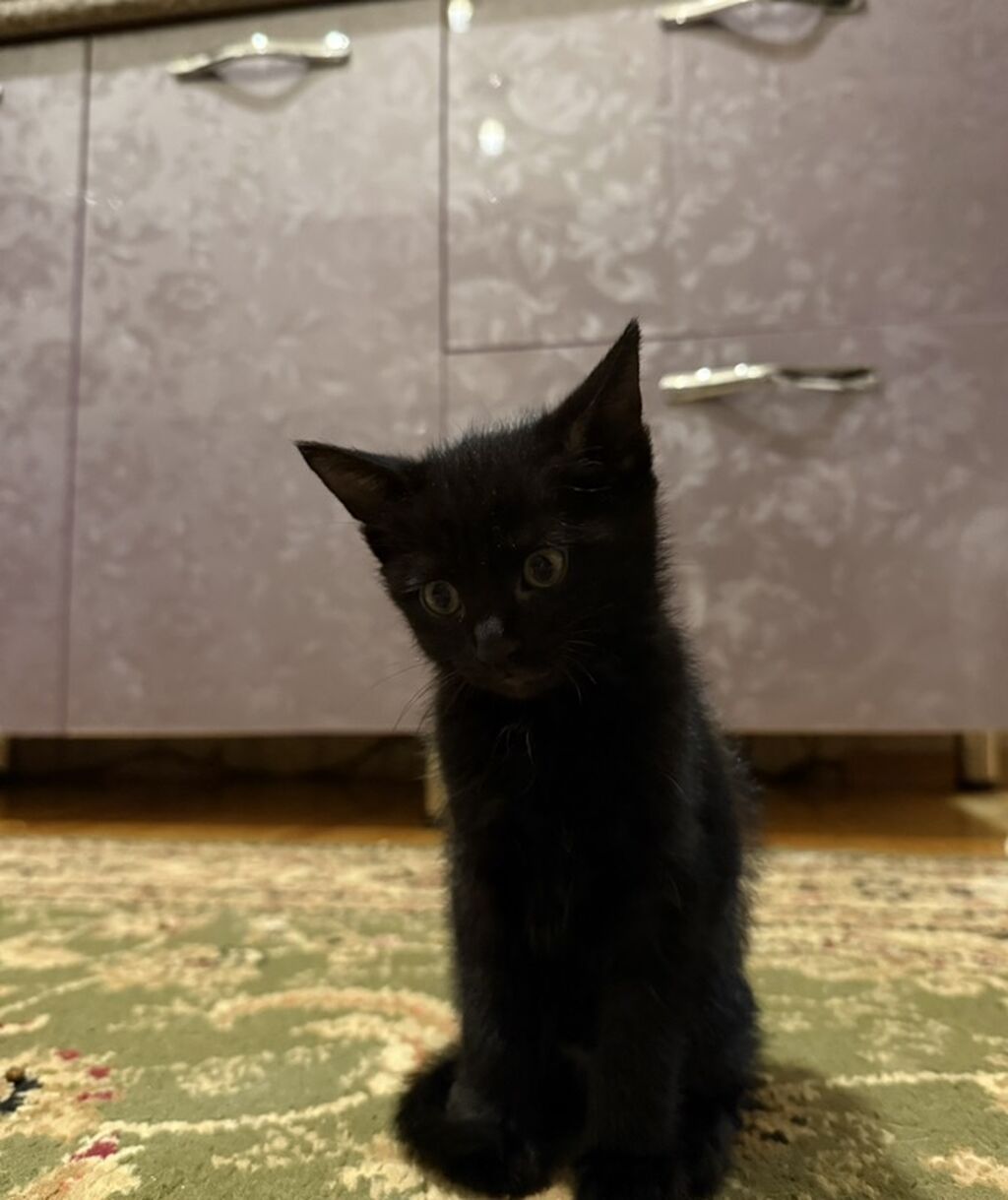 Britan, Erkək, Dişi, Yaxşı əllərə, Ünvandan götürmə