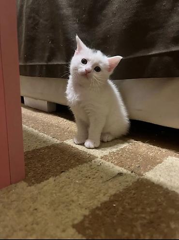 Britan, Erkək, Dişi, Yaxşı əllərə, Ünvandan götürmə - şəkil 4