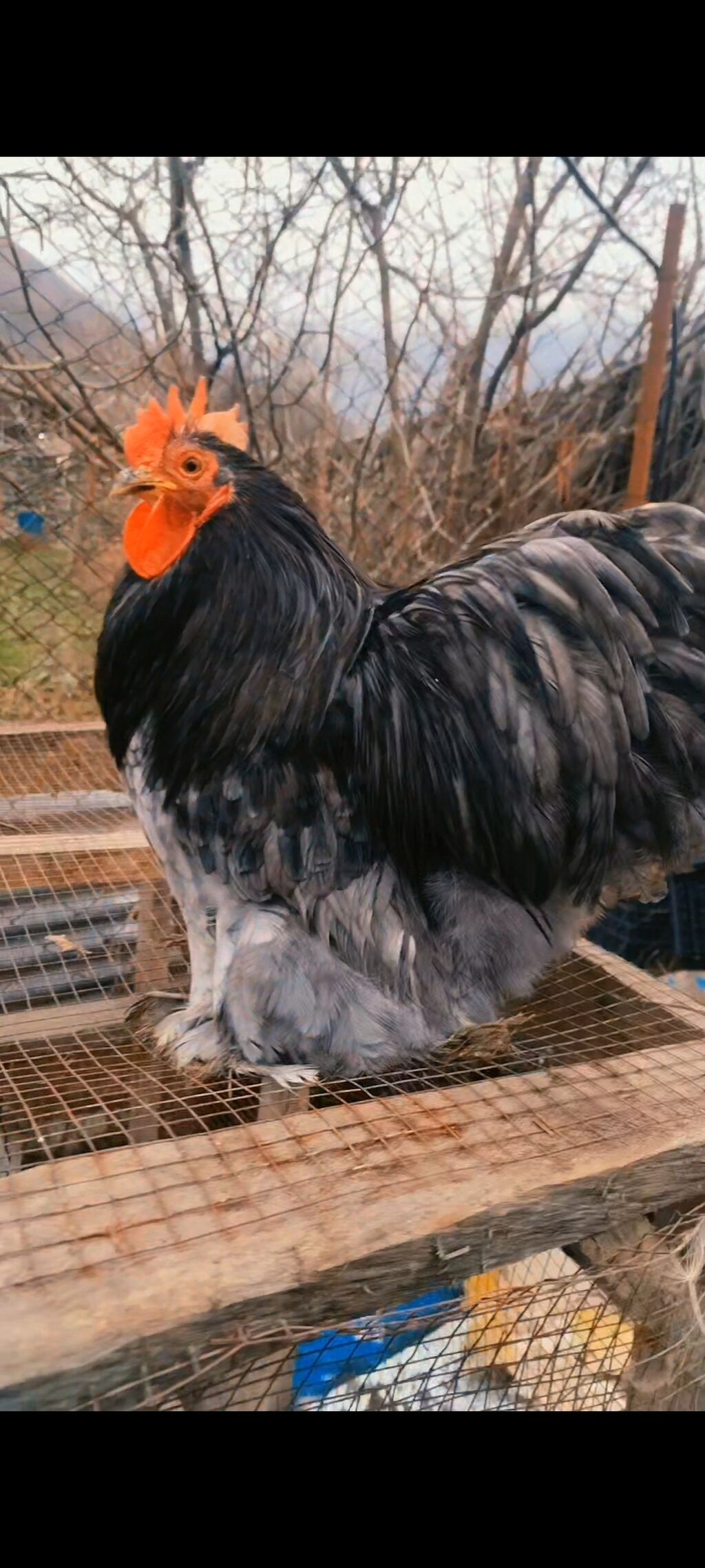 Salam Aleykum.Şəkildə Gördüyünüz Xoruz Satilir.10 ayliq Tam Aktivdir